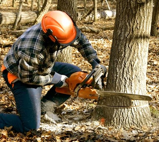 Tree Removal in Callands, VA
